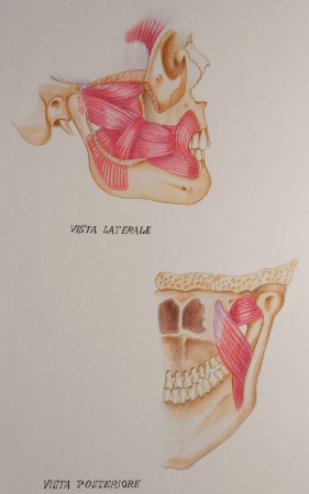 PASTELLI SU CARTONCINO