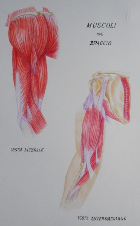 PASTELLI SU CARTONCINO