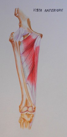 PASTELLI SU CARTONCINO